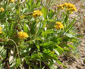 Solidago multiradiata