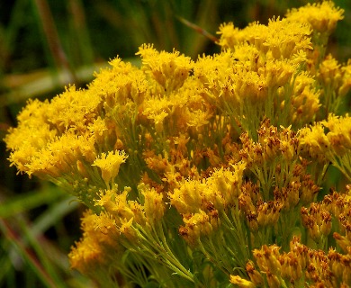 Solidago ohioensis