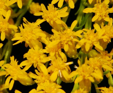 Solidago patula