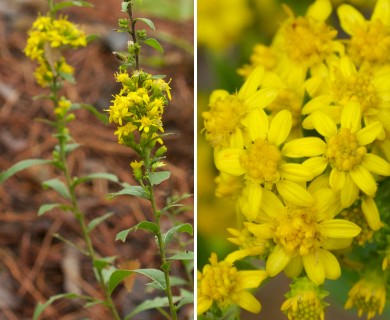 Solidago petiolaris