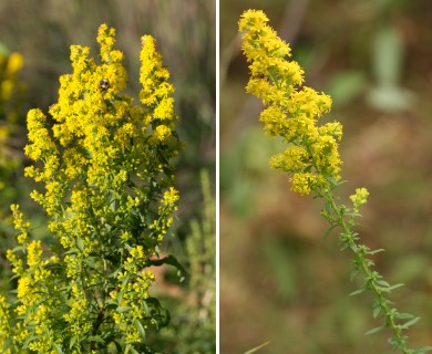 Solidago puberula