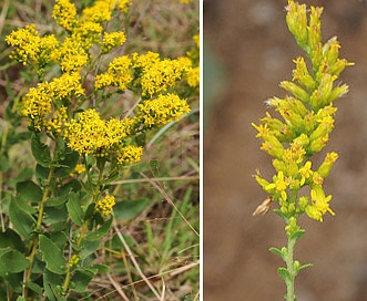 Solidago radula