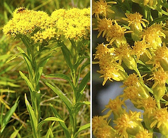 Solidago riddellii