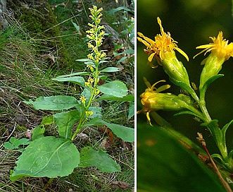 Solidago sciaphila