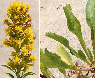 Solidago spathulata