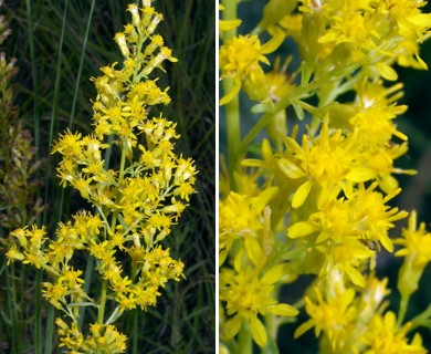 Solidago speciosa