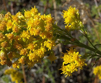 Solidago spectabilis