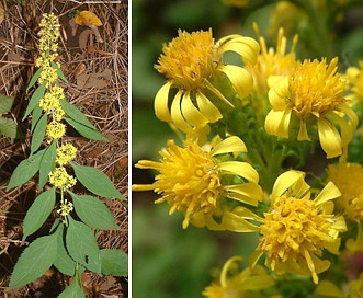 Solidago squarrosa