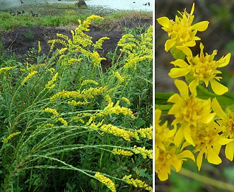 Solidago stricta