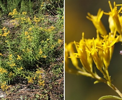 Solidago tortifolia