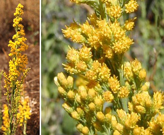 Solidago velutina