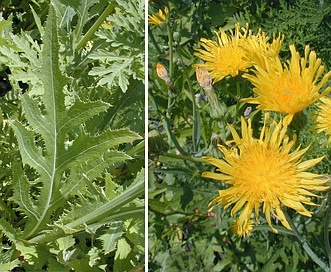 Sonchus arvensis