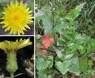 Sonchus oleraceus