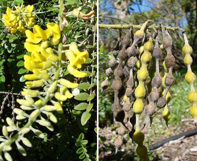 Sophora tomentosa