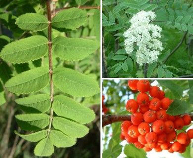 Sorbus americana