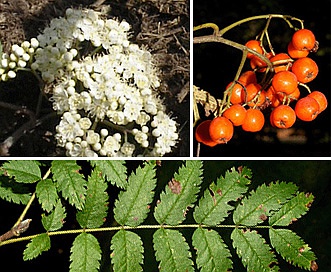 Sorbus aucuparia