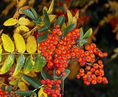 Sorbus californica