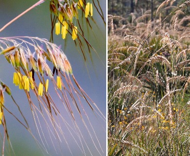 Sorghastrum secundum