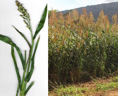 Sorghum bicolor