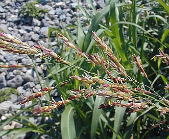 Sorghum halepense