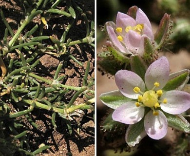 Spergularia bocconei