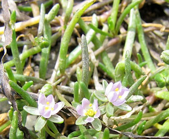 Spergularia canadensis