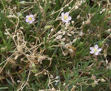 Spergularia media