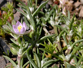 Spergularia rubra