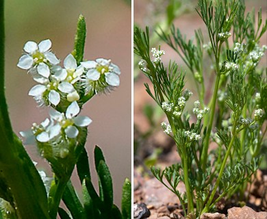 Spermolepis lateriflora