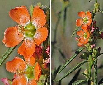 Sphaeralcea angustifolia