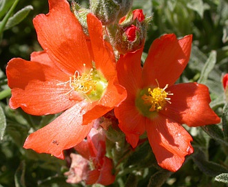 Sphaeralcea coccinea