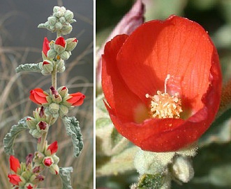 Sphaeralcea emoryi