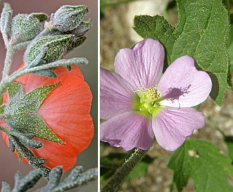 Sphaeralcea fendleri