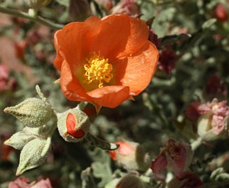 Sphaeralcea hastulata