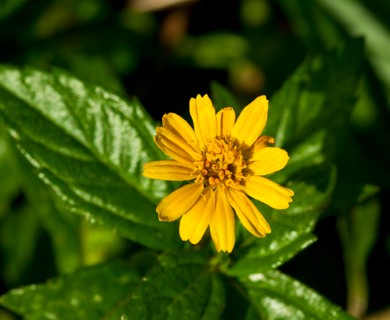 Sphagneticola trilobata