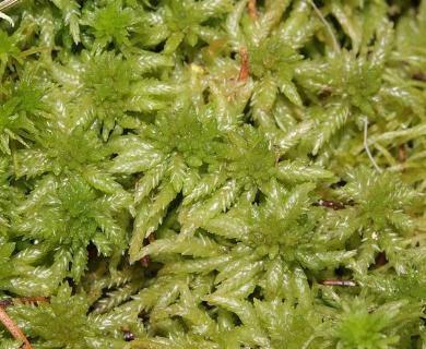 Sphagnum centrale