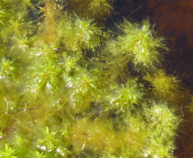 Sphagnum cuspidatum