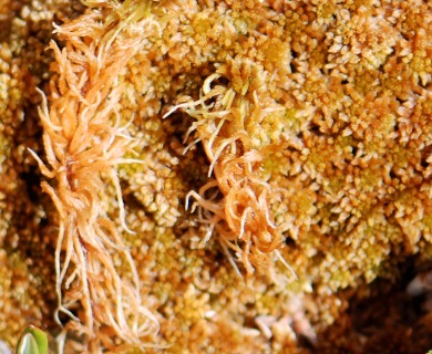 Sphagnum fuscum