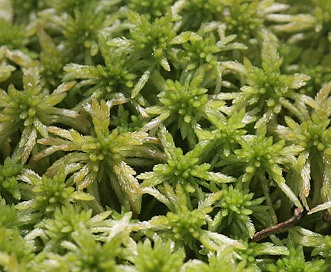 Sphagnum girgensohnii