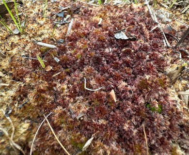 Sphagnum molle