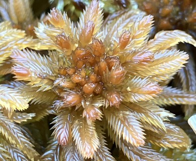 Sphagnum pulchrum