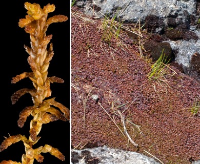 Sphagnum pylaesii