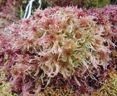 Sphagnum russowii