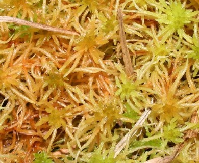 Sphagnum teres