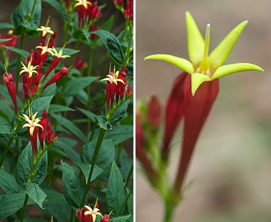 Spigelia marilandica