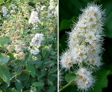 Spiraea alba