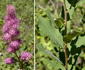 Spiraea douglasii