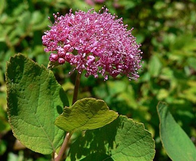 Spiraea splendens