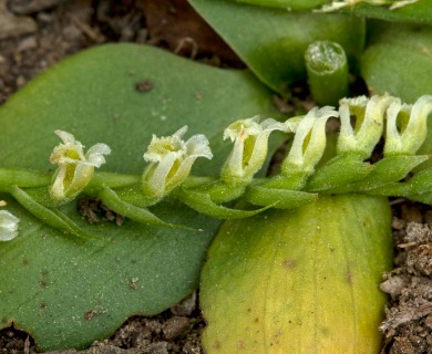 Spiranthes brevilabris