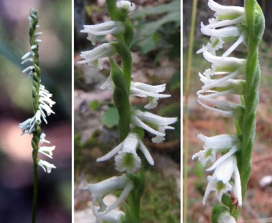 Spiranthes eatonii